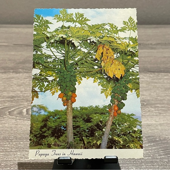 VINTAGE HAWAIIAN POST CARDS Papaya Trees Pineapple Field Bundle Of 2ea - Picture 2 of 7